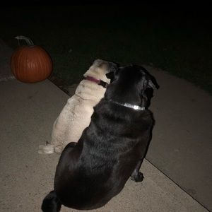 Meet your Posher, Johanne